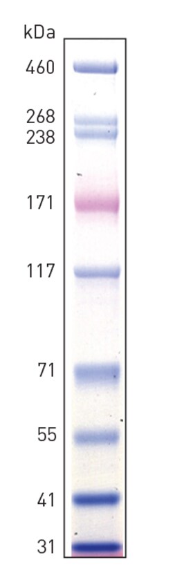 HiMark™ Pre-stained Protein Standard 250 μL | Contact Us | Invitrogen™