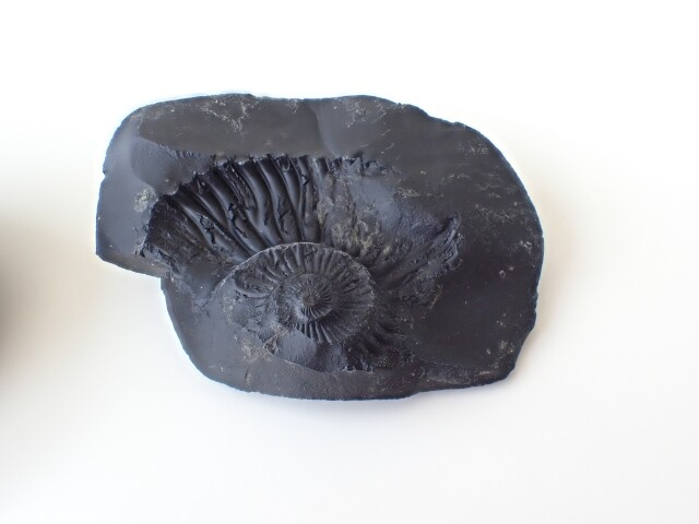 AL0035 【稀少】 ネパール産 アンモナイト 化石／Saligram（サリグラム