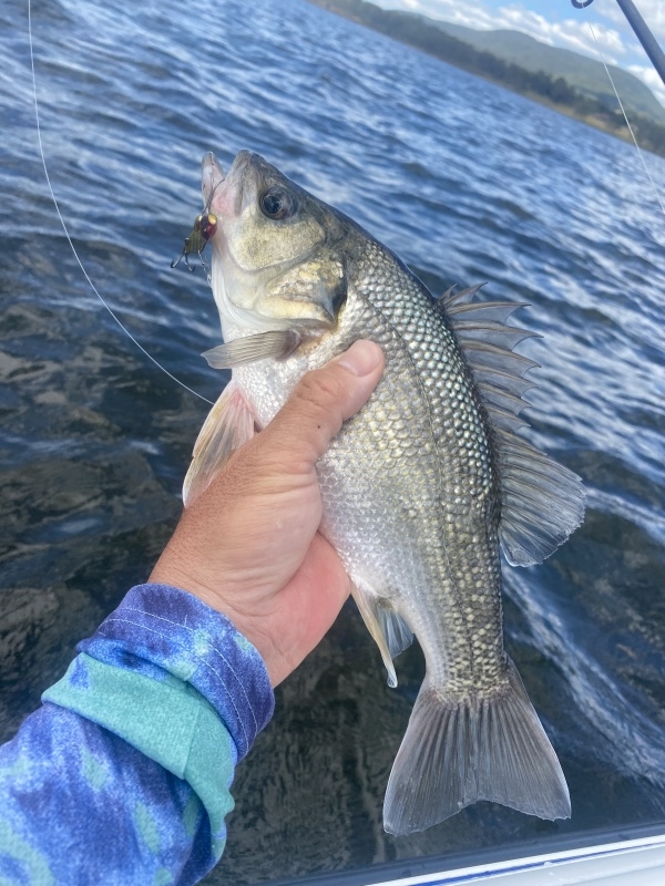 平村尚也 琵琶湖ガイド ブログ truth琵琶湖バスフィッシングガイドサービス