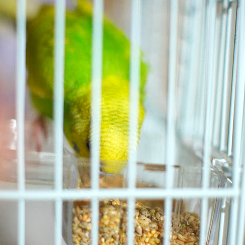 スタンダード】オーガニック(有機JAS認定)雑穀配合 セキセイインコ