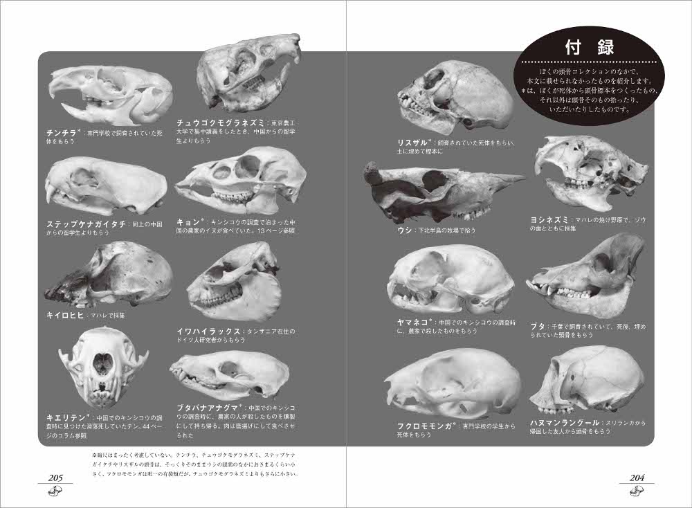 頭骨コレクション
