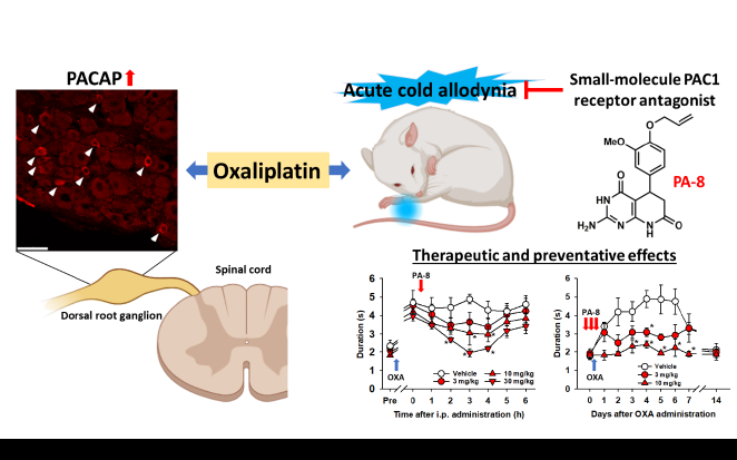 抗がん薬オキサリプラチンによって誘発される末梢神経障害に対する治療