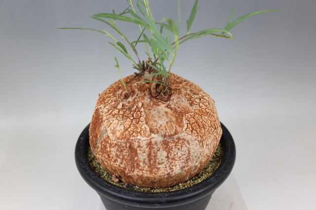 ボルシアーナ A0850☆イポメア コーデックス 多肉植物☆「送料無料