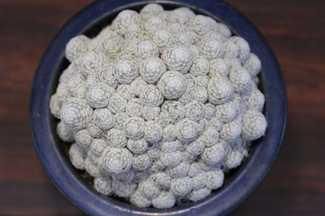 姫春星 実生群生type A0960☆マミラリア サボテン☆「送料無料」浦部陽向園