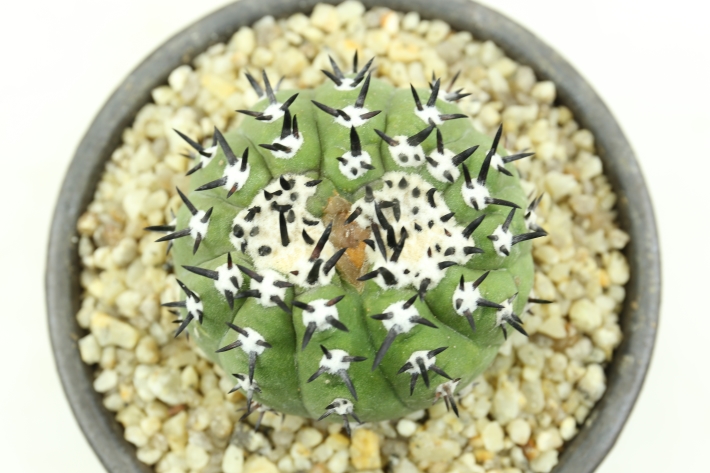 黒王丸(短刺双頭type) 接ぎ降し A2984☆コピアポア シネレア