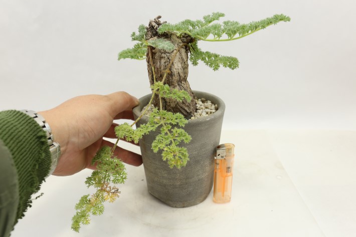 トリステ 輸入球 A3561☆ペラルゴニウム トリステ 多肉植物☆「送料