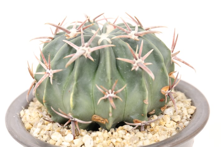 綾波 実生 A3688☆ホマロケファラ サボテン☆「送料無料」浦部陽向園