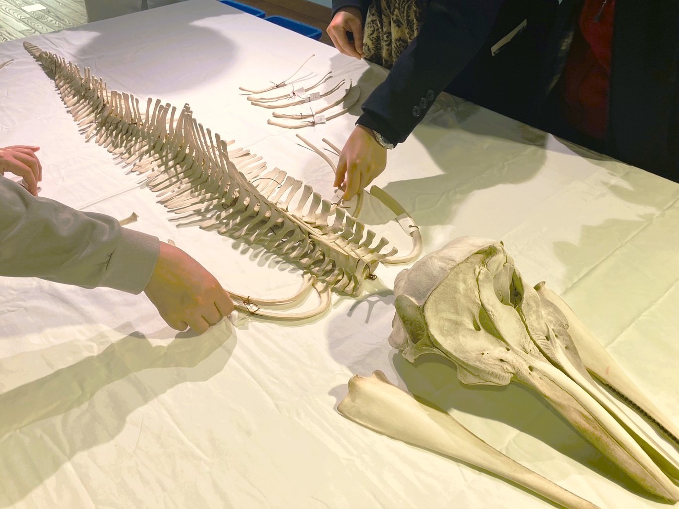 イルカの骨を組み立ててみよう！ | 海街さんぽ海街さんぽ