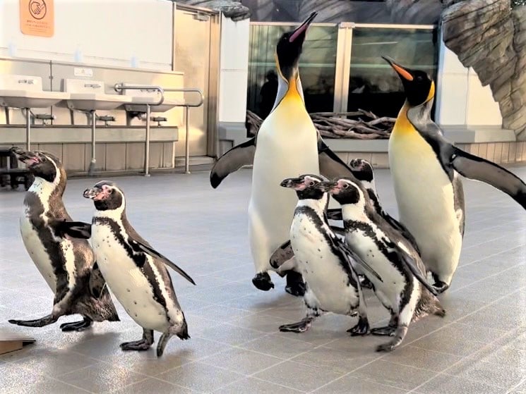 ペンギンパレード｜仙台うみの杜水族館
