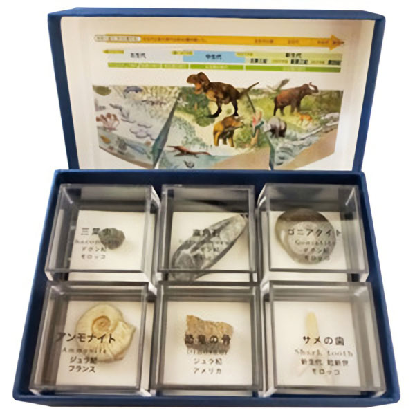 UCHIDASウチダス化石 示準化石6種: 理科