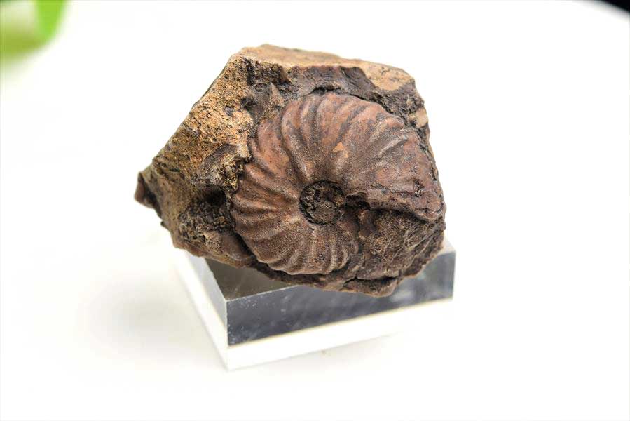 モロッコ産アンモナイト 化石｜瑪瑙化（メノウ化）｜非研磨｜ammonite