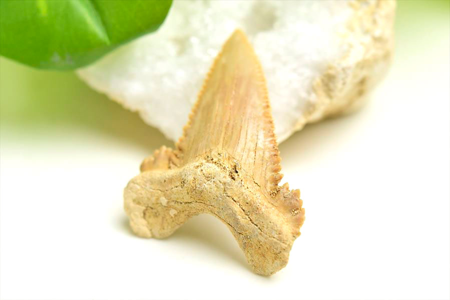 ホホジロザメ 歯 牙 化石｜サメの歯（約5.9g）｜モロッコ産