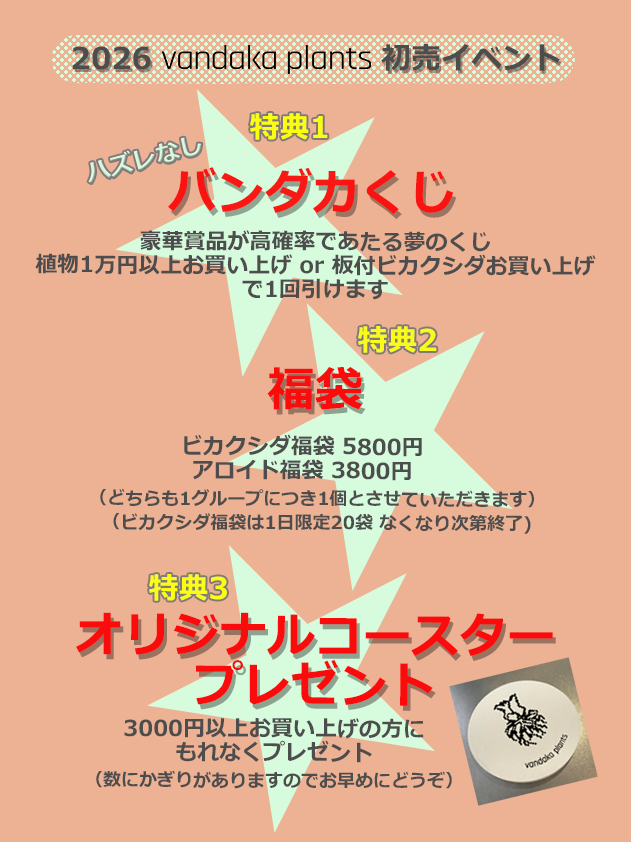 初売り2026】はじまりました！1月12日（月祝）まで - ビカクシダ