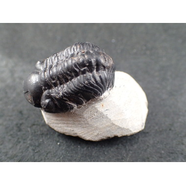 三葉虫 化石（Trilobite Fossil)（学名 ： Phacoida.sp） 時代