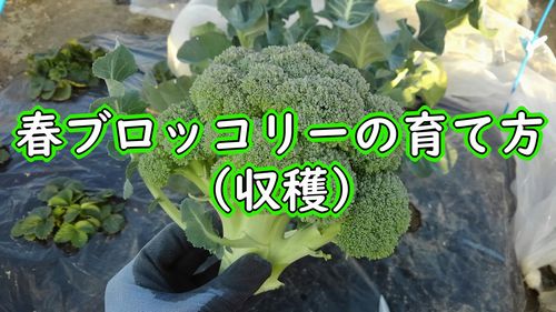 ブロッコリーの育て方：収穫（11月に定植した春どりブロッコリーが収穫