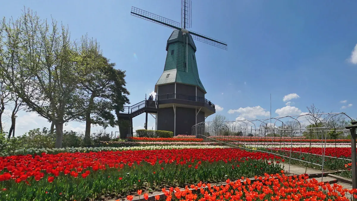 茨城県のチューリップ、チューリップ畑の名所案内：茨城VRツアー