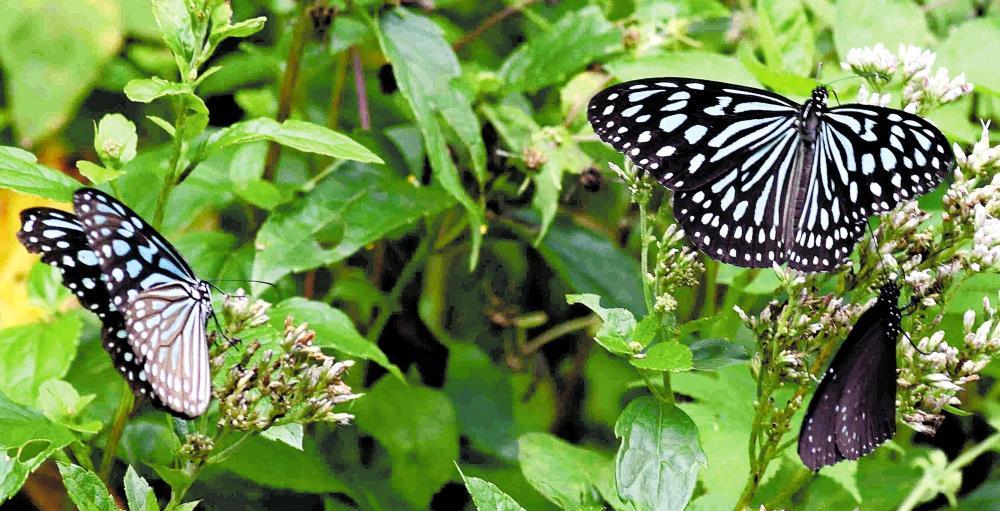 蝶に超注意！」鹿児島県・喜界島のバタフライロード…「南の島の貴婦人