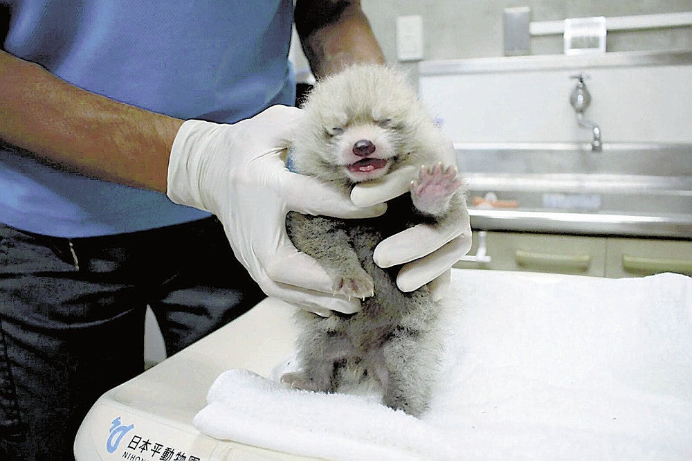静岡：赤ちゃん生まれました 日本平動物園・レッサーパンダ ：地域