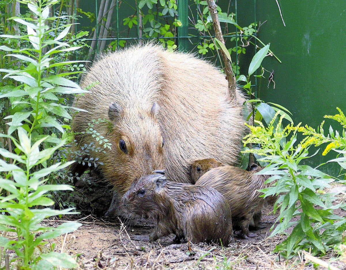 愛知：カピバラ五つ子誕生 竹島水族館 ：地域ニュース : 読売新聞