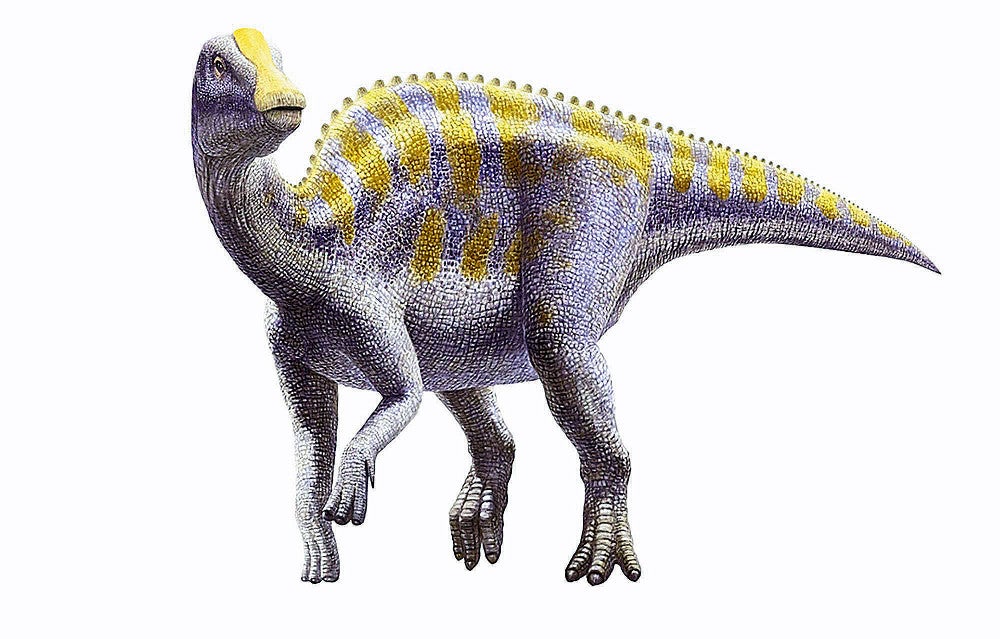 7200万年前の恐竜の歯、国内4か所目の発見…「絶滅前まで広く生息