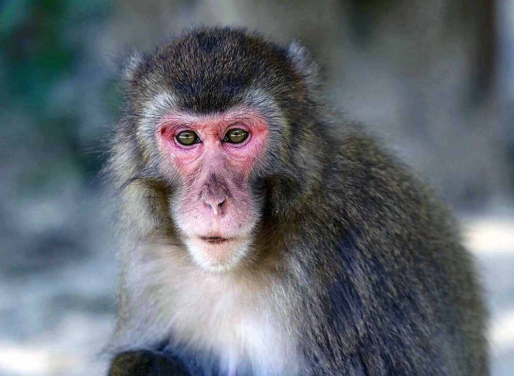 サル山70年の史上初、雌ザルが群れのトップに…高崎山自然動物園