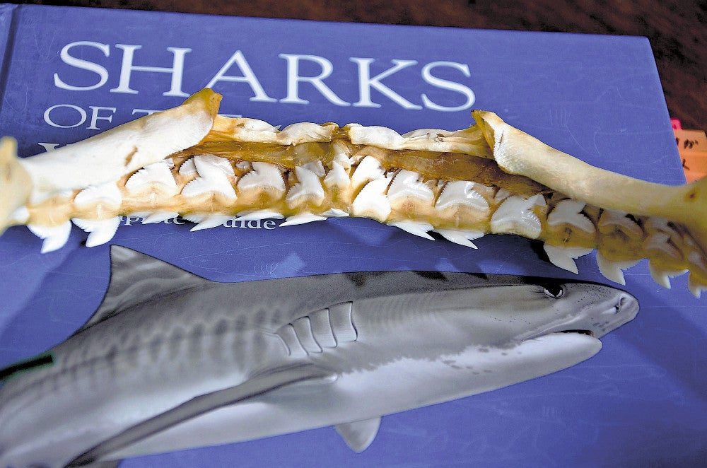 万人受けしない」サメの歯標本、ひそかな人気…若手漁師が制作しネット