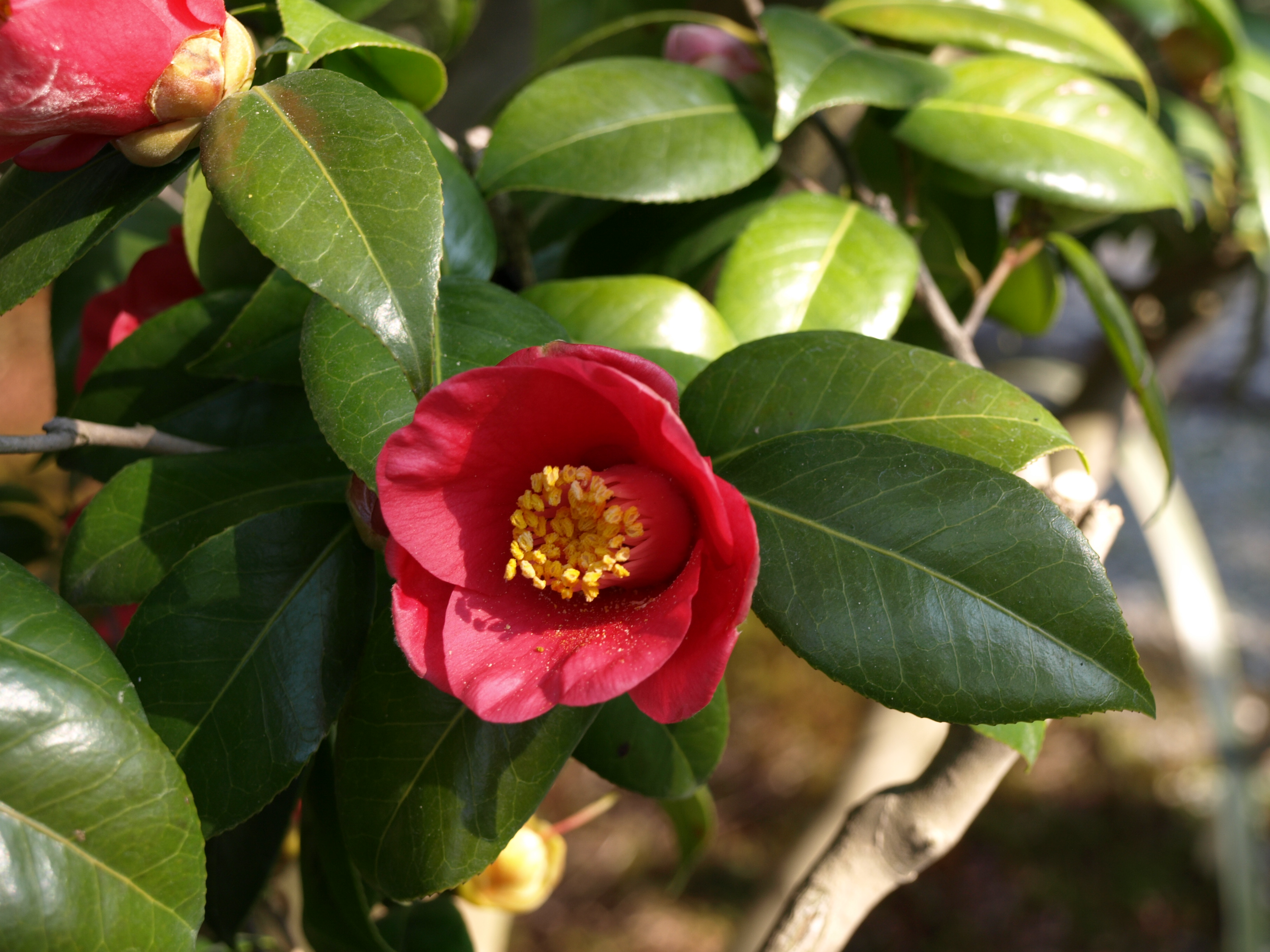 松花堂庭園つばきマップ｜松花堂庭園・美術館