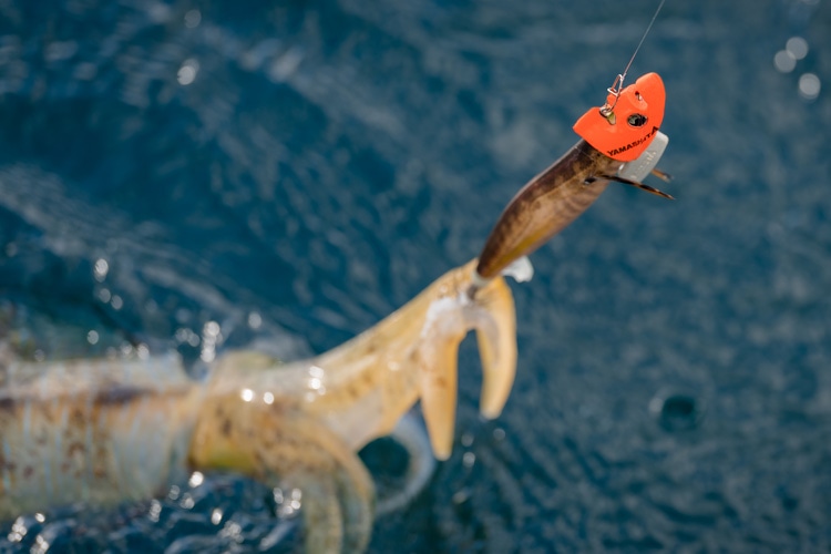 エギ王TRシンカー｜YAMASHITA｜イカ釣りで世界トップクラス