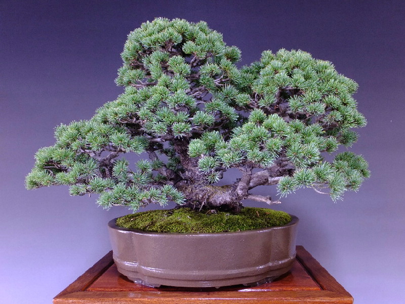 八房五葉松セット 10鉢 八房五葉松セット 10鉢 八房五葉松セット 10鉢