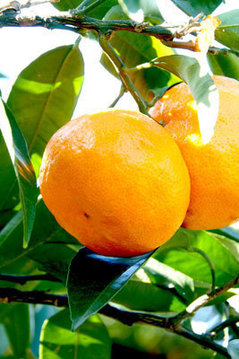 ニュー日南の苗木（販売） - 果樹苗木の生産・販売 株式会社吉岡国光園