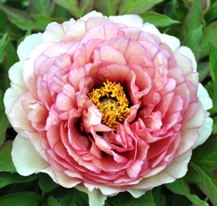 ぼたん通信｜ぼたん宅配便｜牡丹ボタン花の通販・販売 島根県大根島の