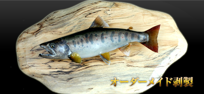 オーダーメイド剥製の料金案内 愛知県名古屋にある魚類剥製の製作