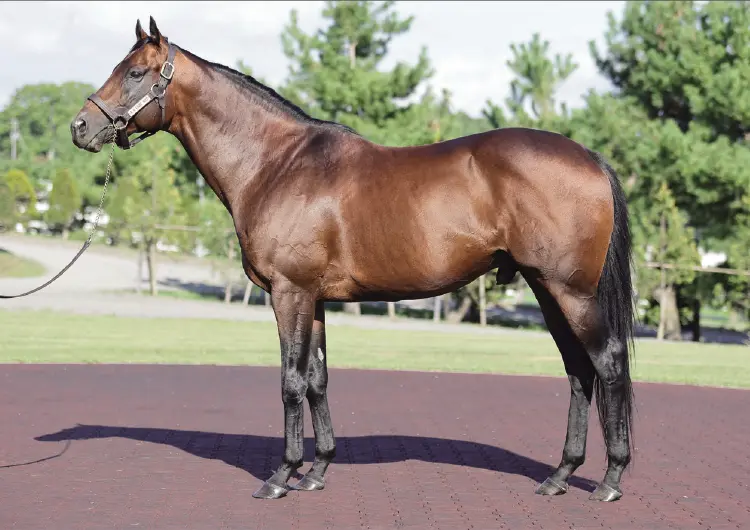 優駿スタリオンステーション 種牡馬 -2025- のご案内 - 優駿