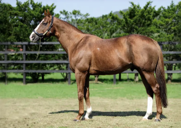 優駿スタリオンステーション 種牡馬 -2025- のご案内 - 優駿