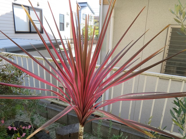 コルジリネ・サウザンスプレンダー – ZELF GARDEN（ぜるふ・が〜でん）