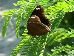 沖縄蝶類生態図鑑／リュウキュウムラサキ