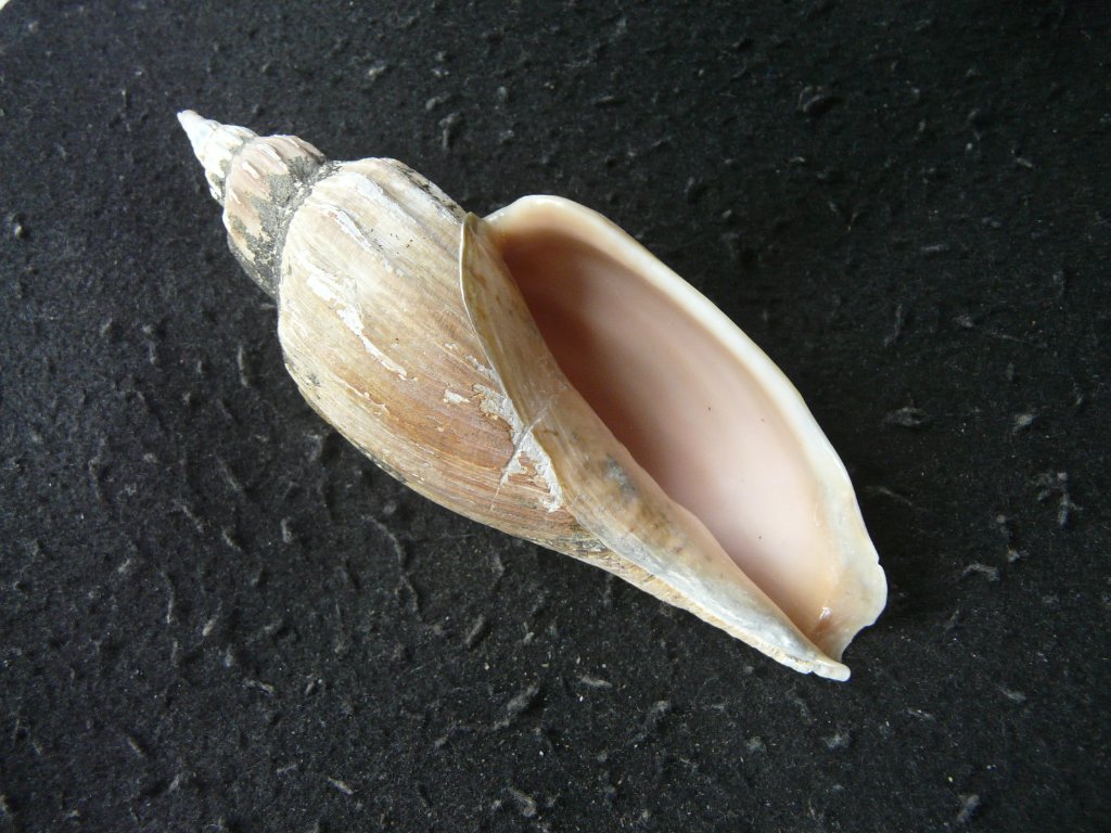 ガクフボラ科｜貝殻標本店「F]