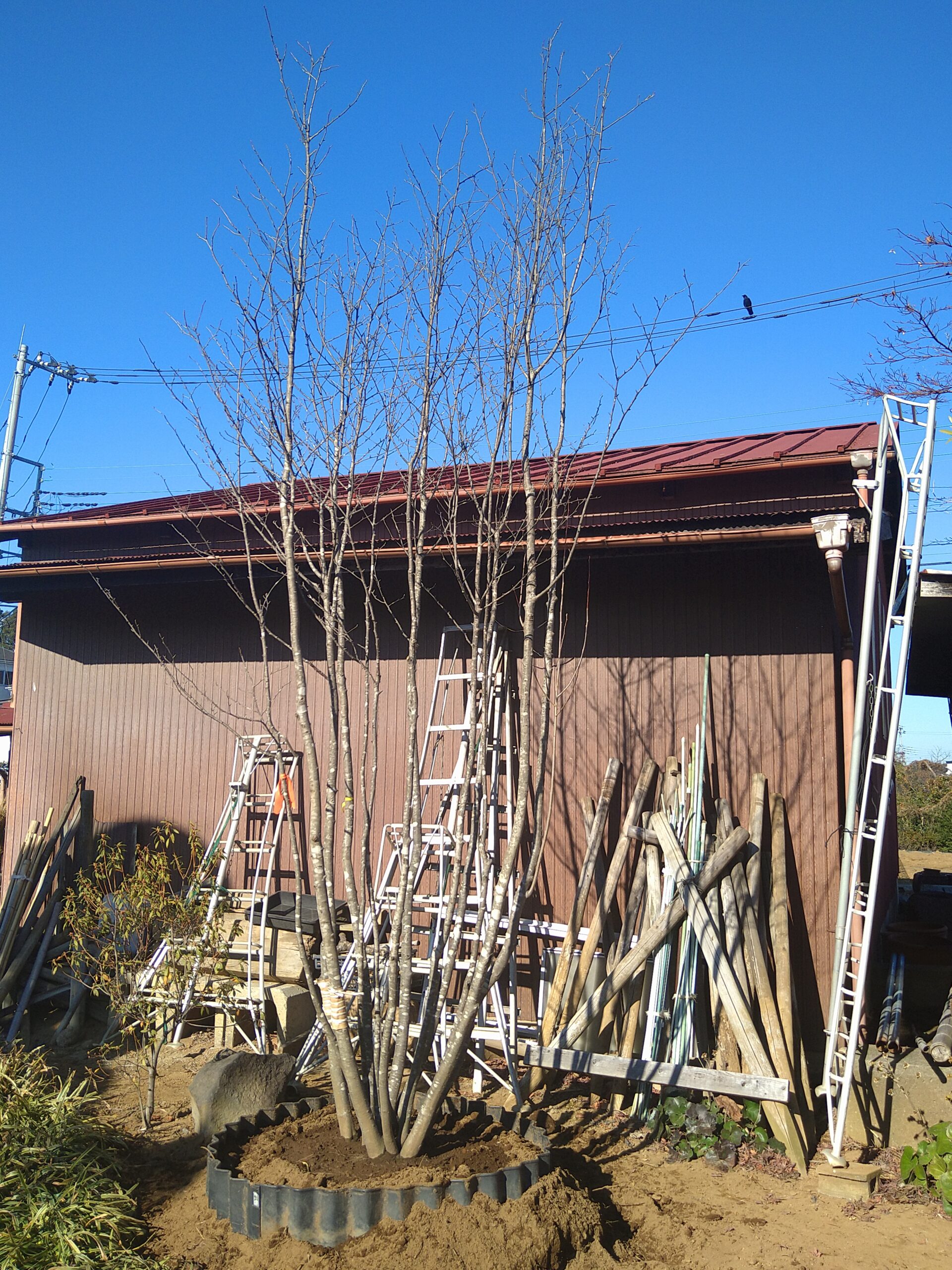 アオハダ株立ち 美品 大型商品 02 | 有限会社 山田植木