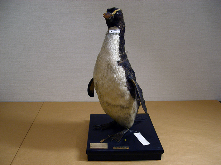 明治の南極探検家白瀬矗採集のペンギンをIMTで展示中です | 山階鳥類
