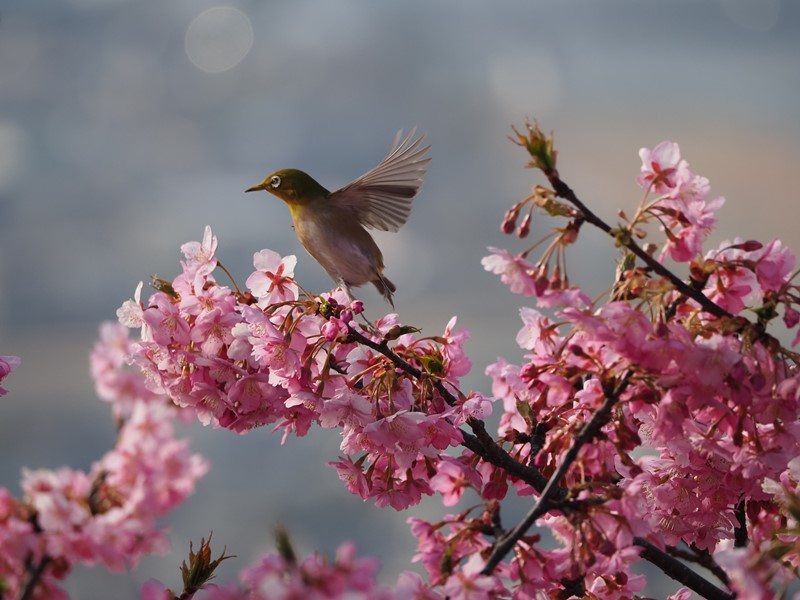 M.ZUIKO DIGITAL ED 75-300mm F4.8-6.7 II はコストを抑えたい手持ち