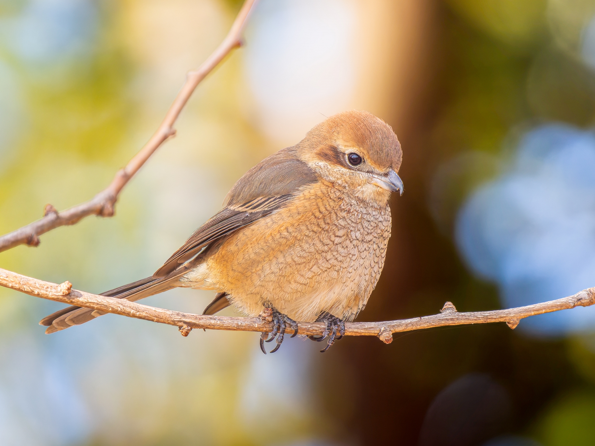 モズ | 野鳥図鑑 | 特徴・生態・観察ポイント