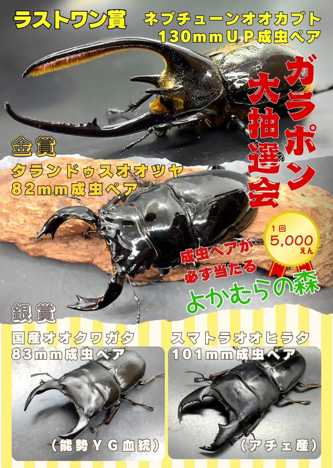 ガラポン抽選会開催のお知らせ！ - 世界のクワガタムシ・カブトムシ