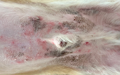 横浜市で犬猫の皮膚科診療に対応｜磯子区の横浜りゅう動物病院