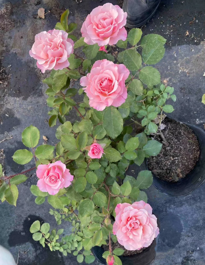 Daphne Rose Porcelaine d'Orient Rose KIMlaurel Rose 2Gal -