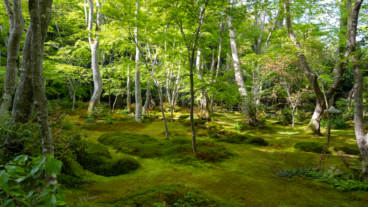 嵐山】祇王寺｜美しい雨上がりの苔庭 | 愛する京都｜Yu and Naomi