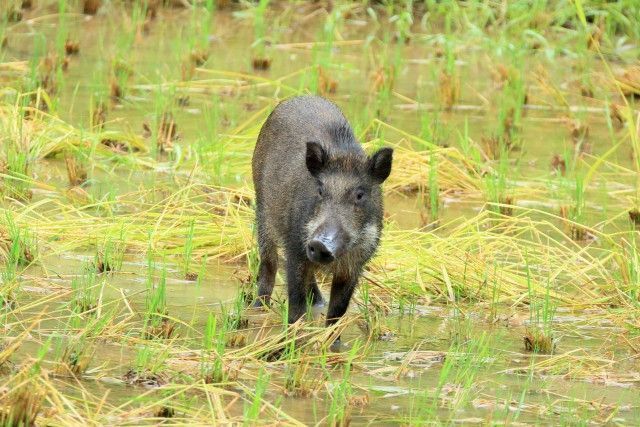 獣害が酷くて田んぼが使えない！破棄する以外の効率的な