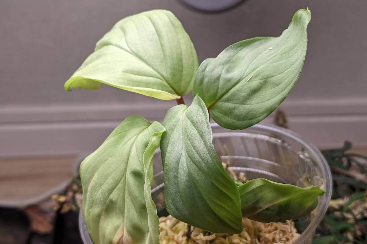 P*A様 Homalomena sp. “夕霧” T-3810-2 ホマロメナ Homalomena sp.