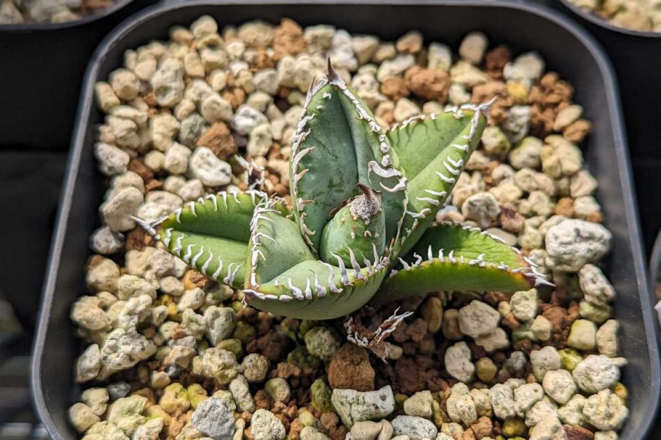 Agave titanota '麻花龍' 栽培記録の紹介 – ゆるぷ