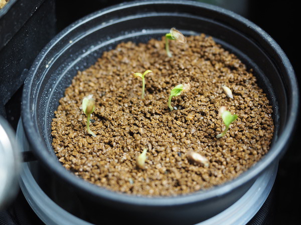 フォークイエリア・ファシクラータ（Fouquieria fasciculata）の実生に