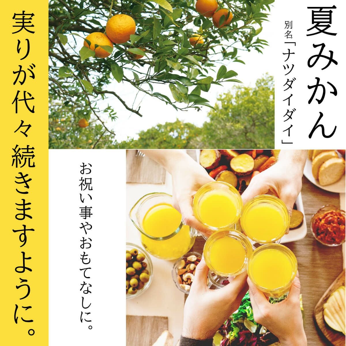 夏みかん4（1.8L/一升瓶）単品 | 柚子屋本店ONLINE STORE